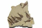Fossil Fish (Gosiutichthys) Mortality Plate - Wyoming #357179-1